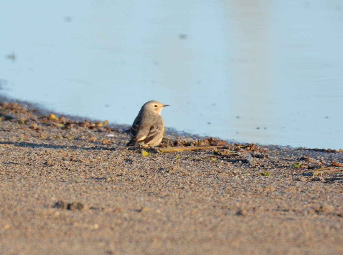 American Pipit - ML635370419