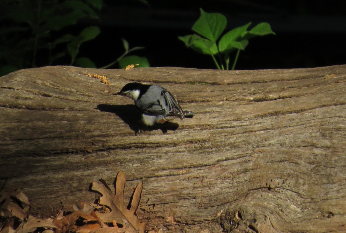 White-breasted Nuthatch - ML635370420