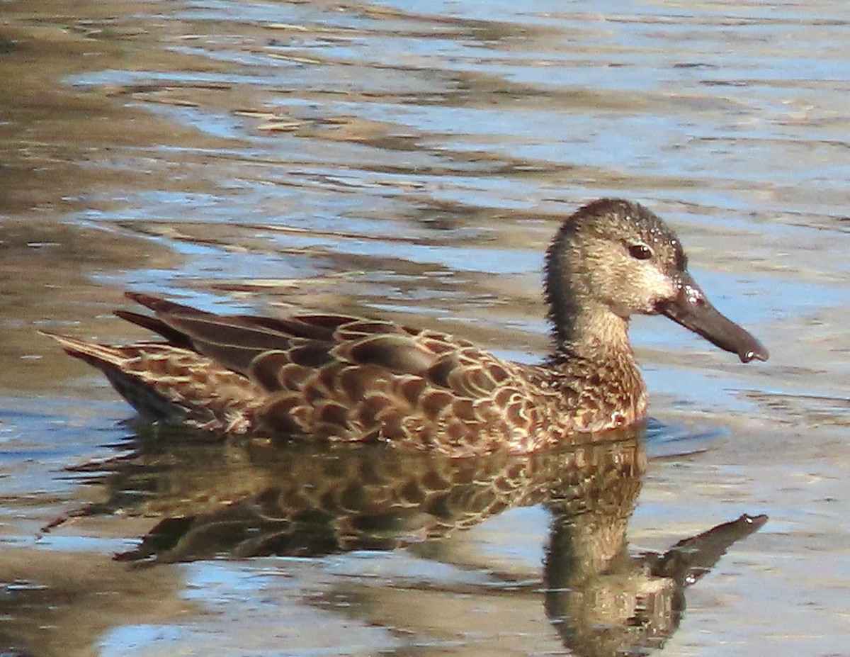 Cinnamon Teal - ML635370423