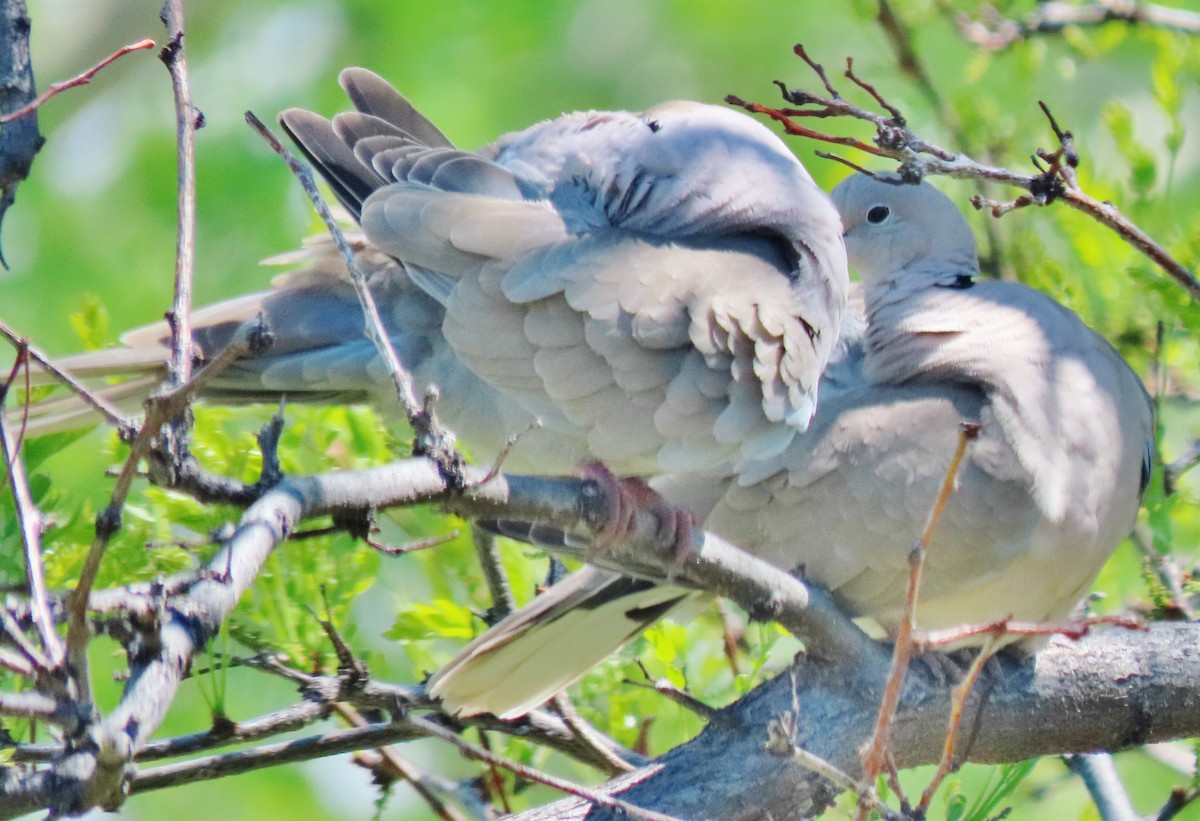 Eurasian Collared-Dove - ML635370424