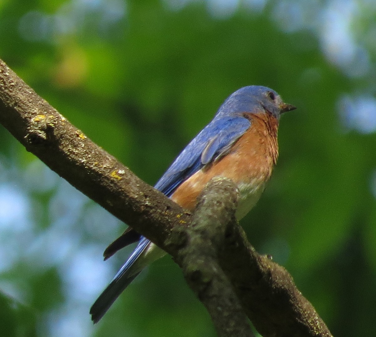 Eastern Bluebird - ML635370425
