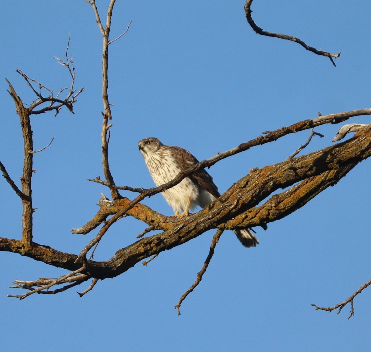 Cooper's Hawk - ML635370426