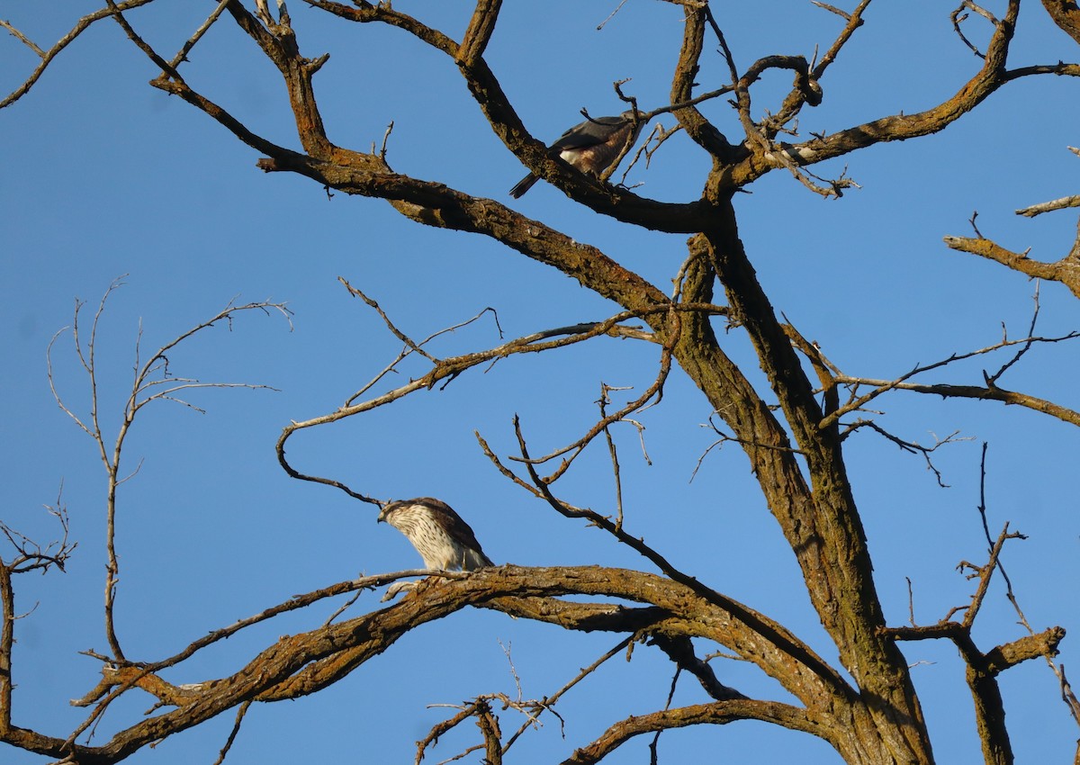 Cooper's Hawk - ML635370427