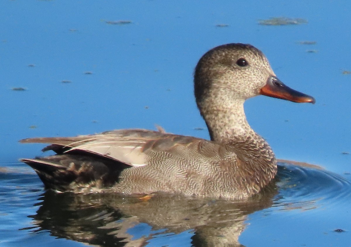 Mallard - ML635370428