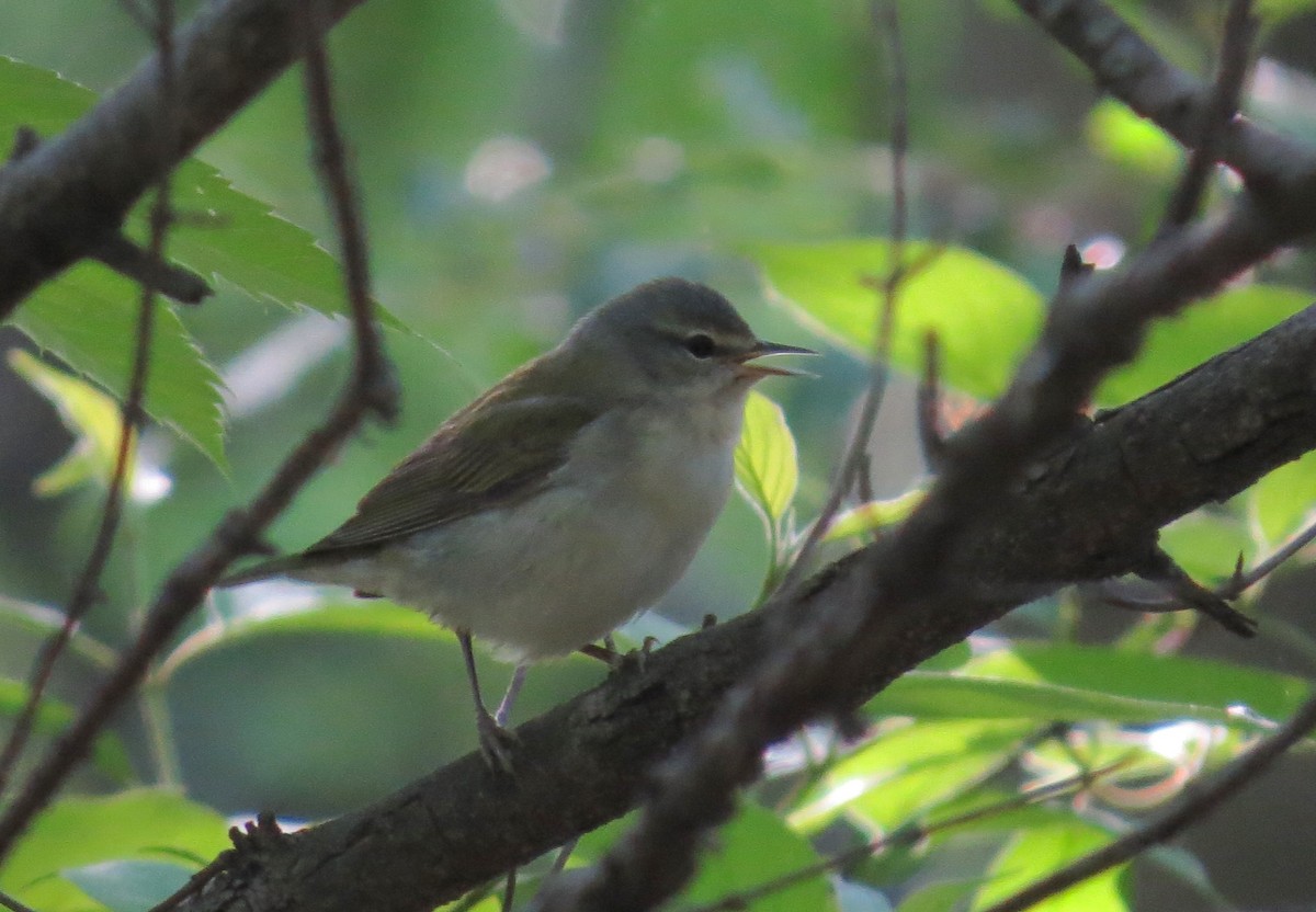 Tennessee Warbler - ML635370429
