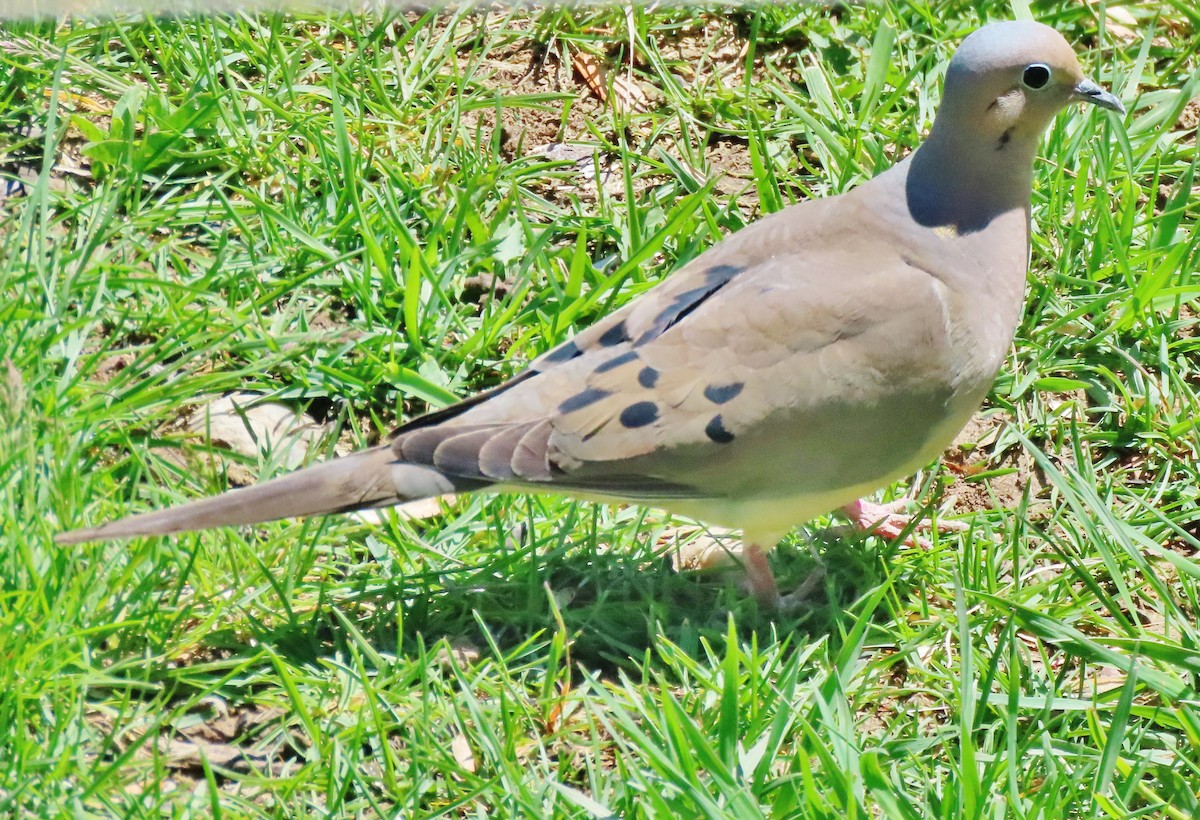 Mourning Dove - ML635370430