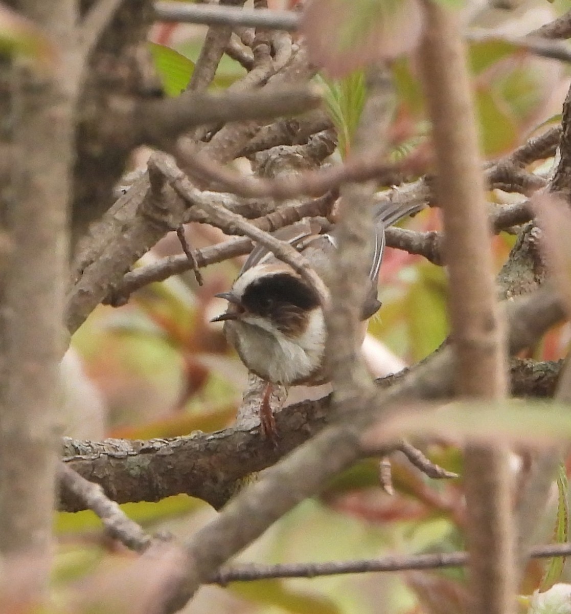 White-throated Tit - ML635370440