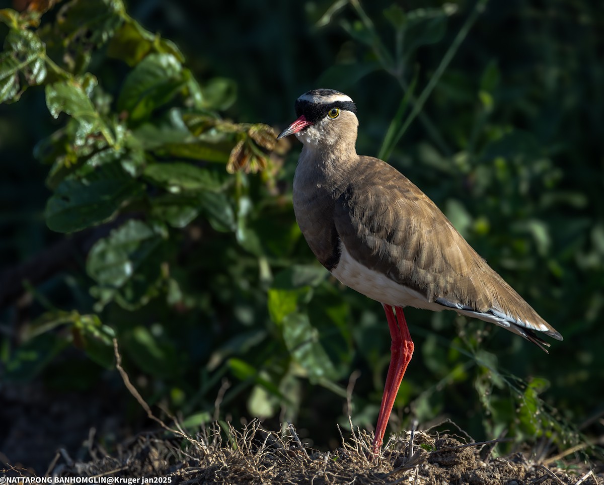 Crowned Lapwing - ML635370453