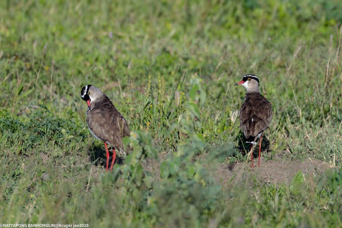 Crowned Lapwing - ML635370454