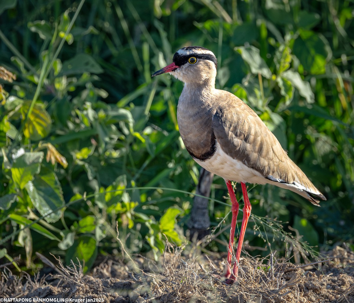 Crowned Lapwing - ML635370455
