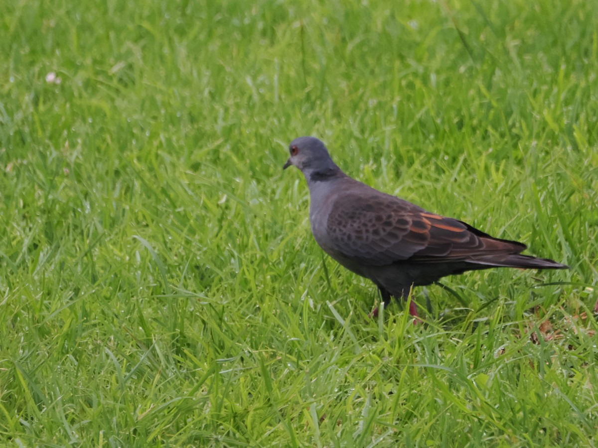 Dusky Turtle-Dove - ML635370465