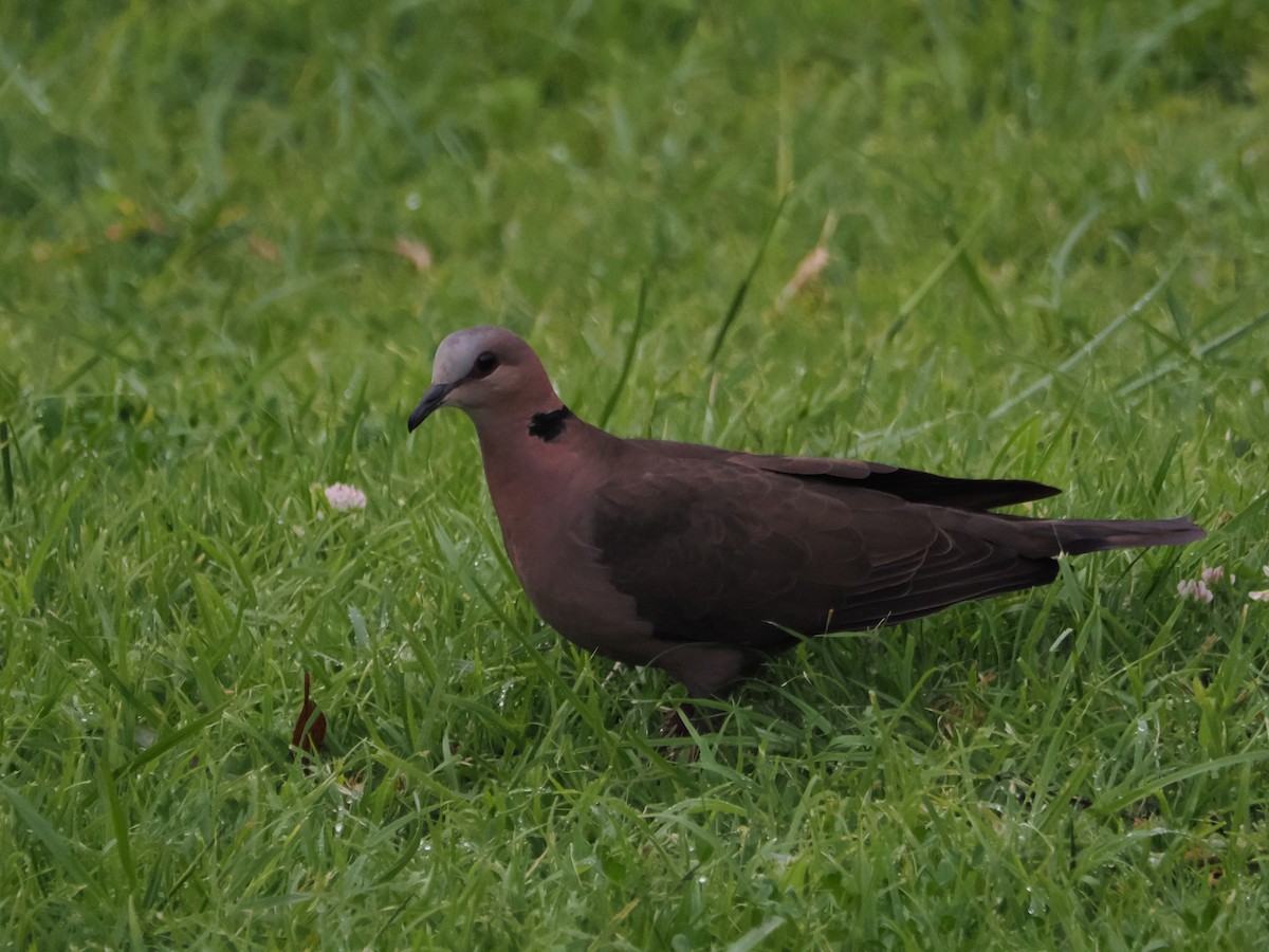 Dusky Turtle-Dove - ML635370466