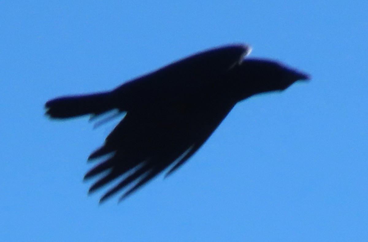 American Crow - ML635370484