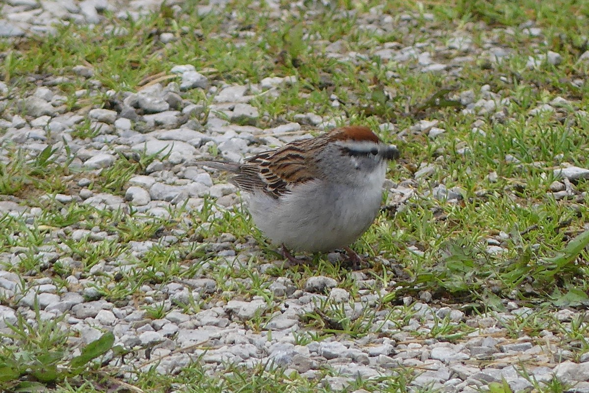 Chipping Sparrow - ML635370487