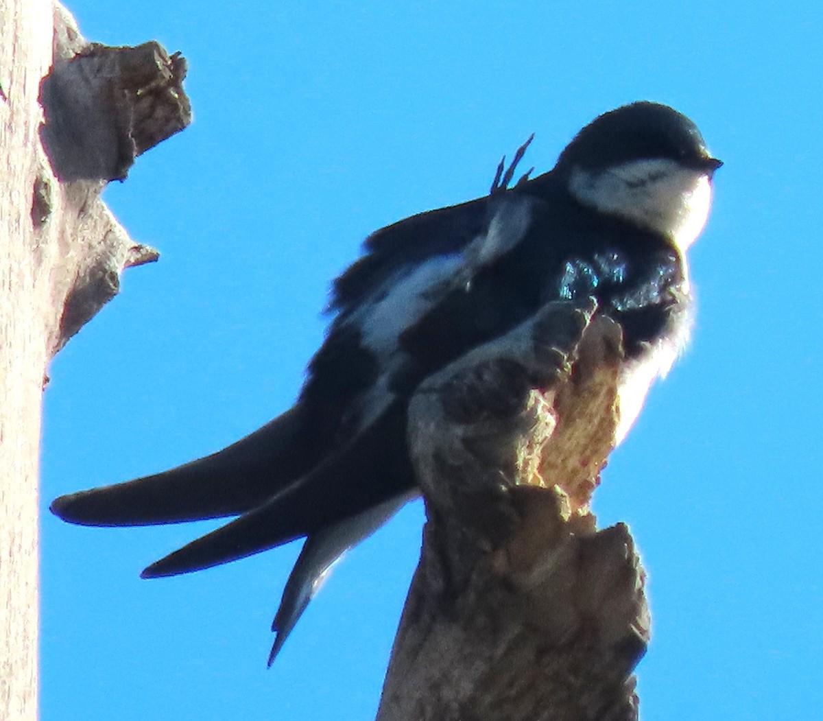 Tree Swallow - ML635370498