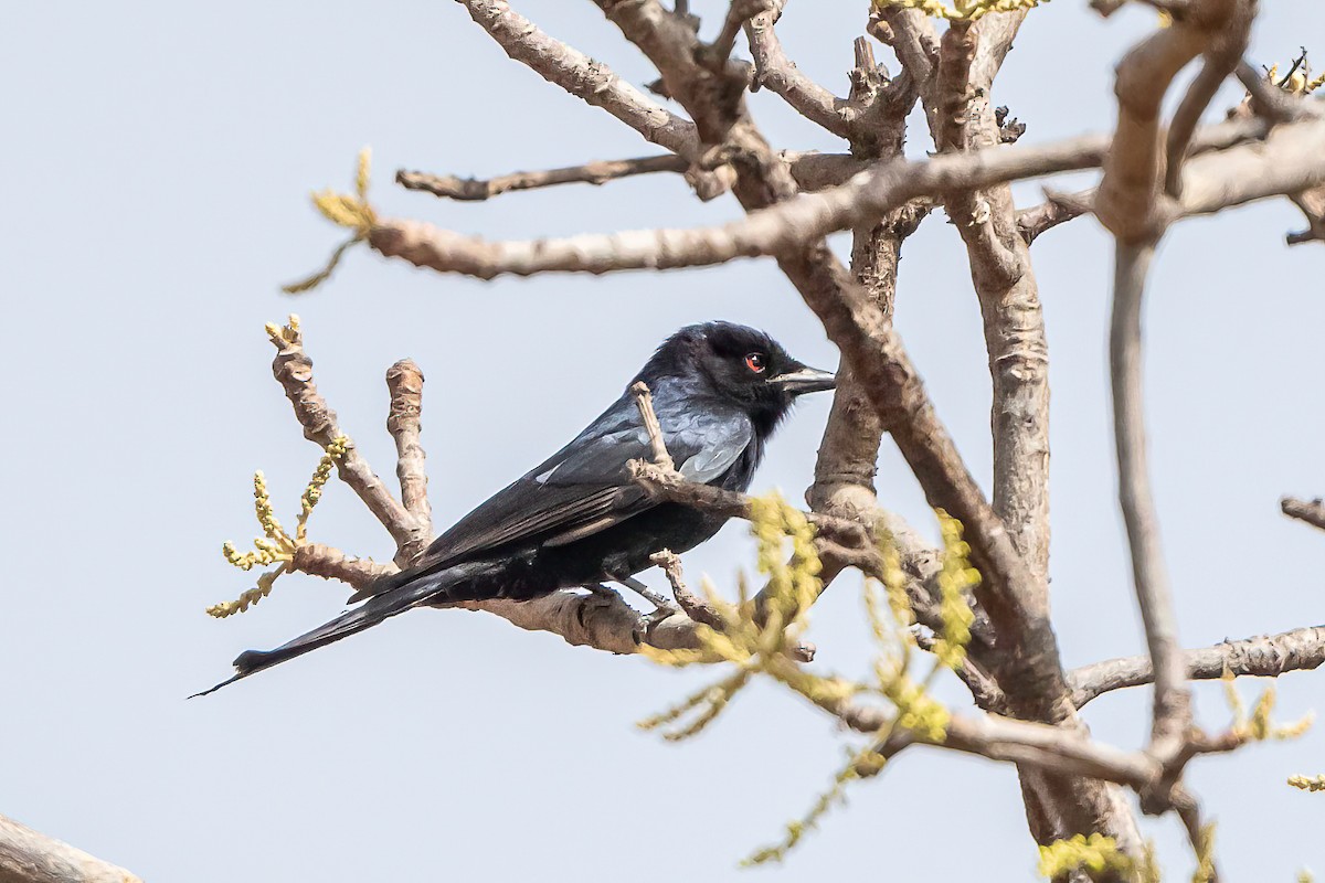 Fork-tailed Drongo - ML635370561