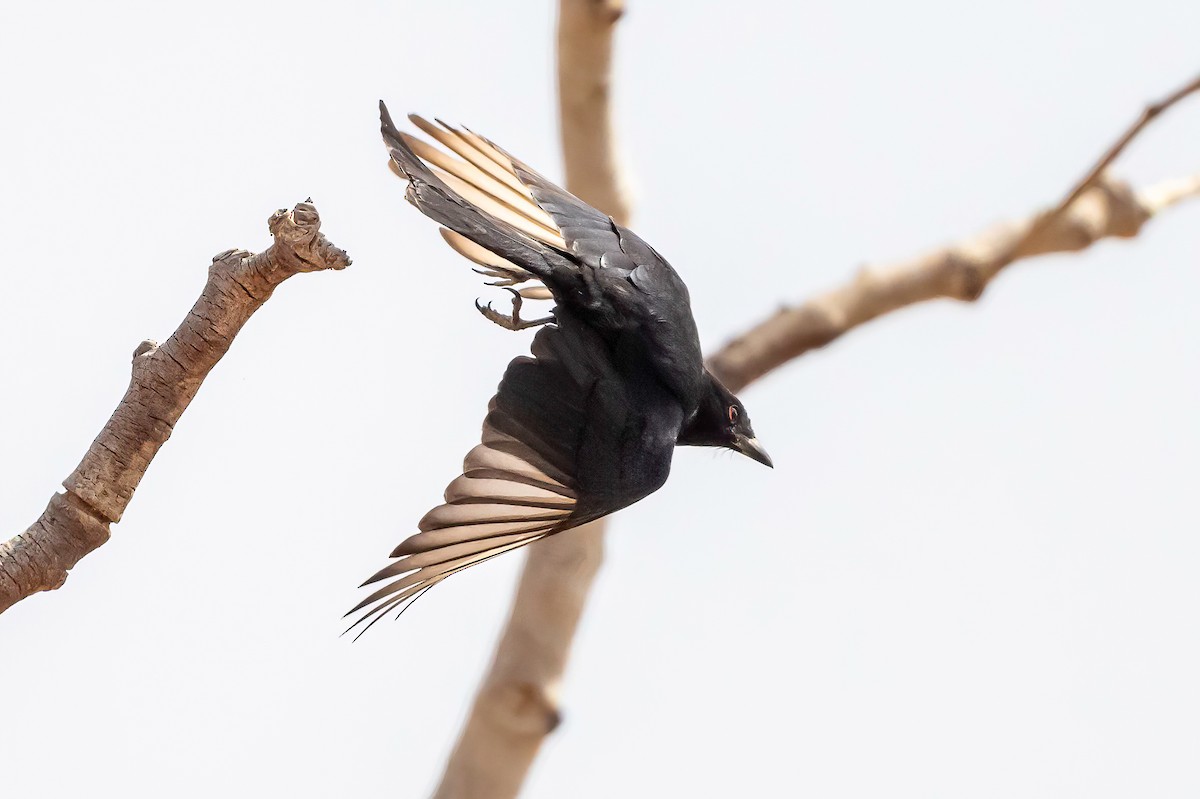 Fork-tailed Drongo - ML635370562