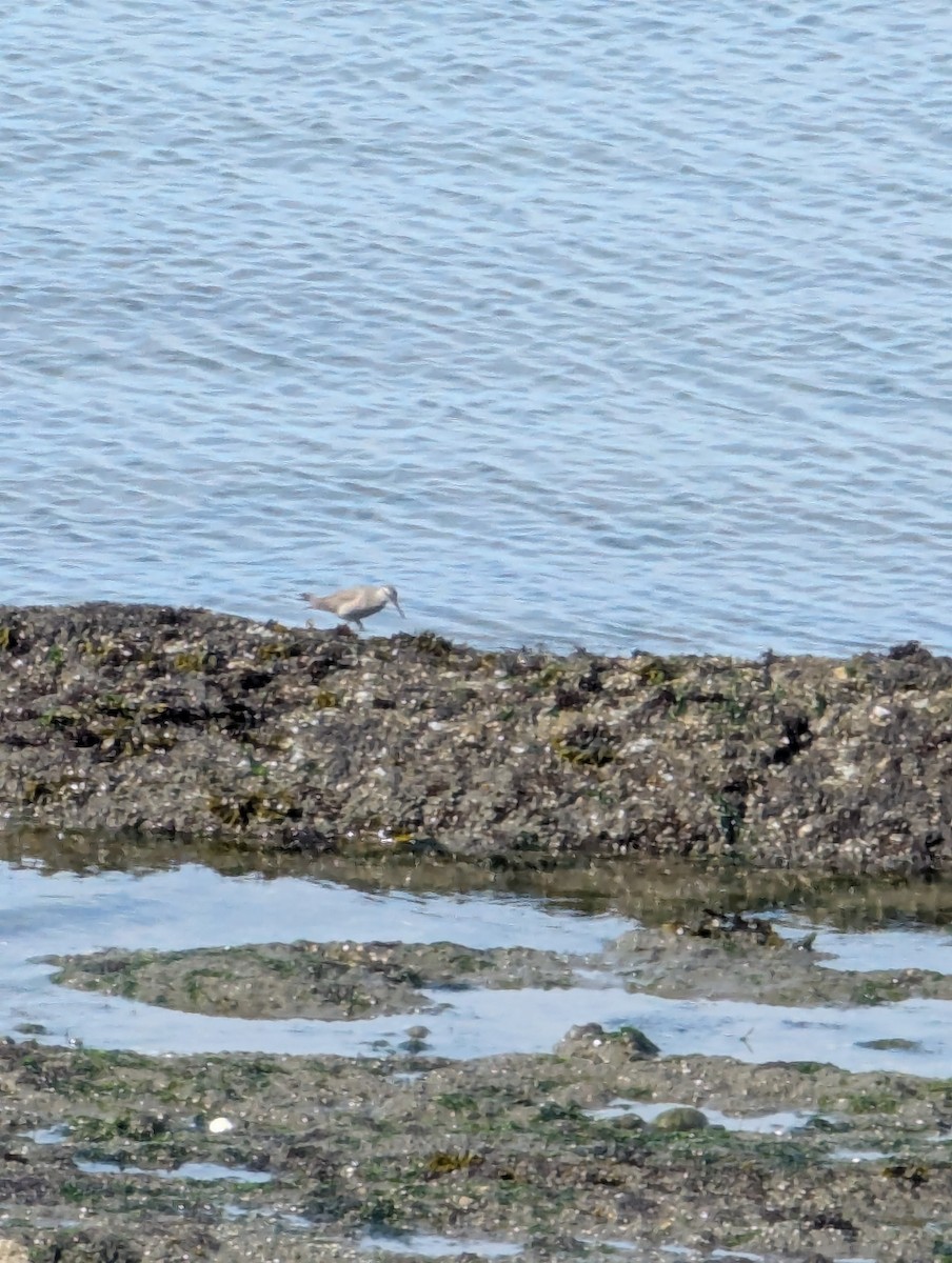 Wandering Tattler - ML635370578