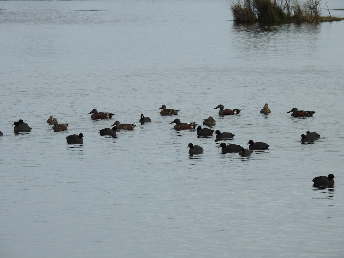 Australasian Shoveler - Ken Crawley