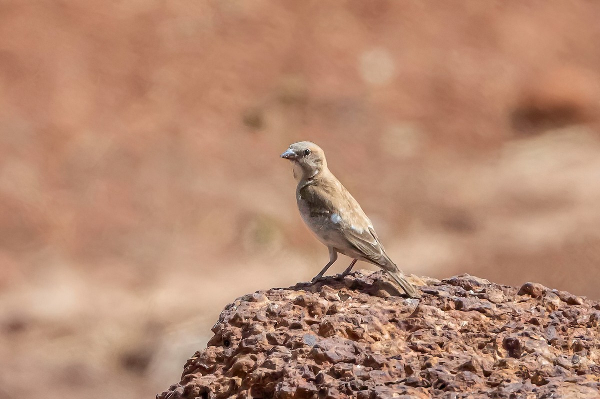 Sahel Bush Sparrow - ML635370610