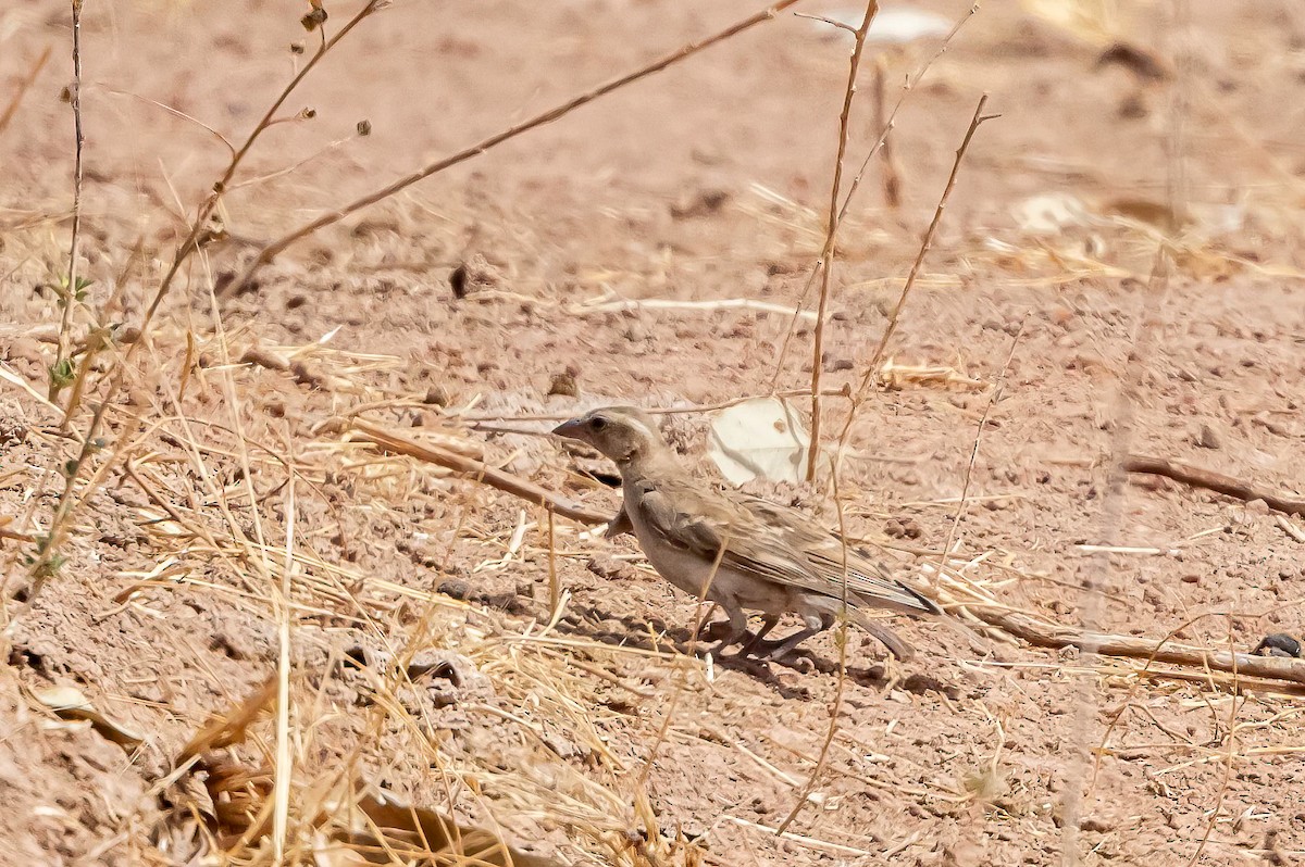 Sahel Bush Sparrow - ML635370611