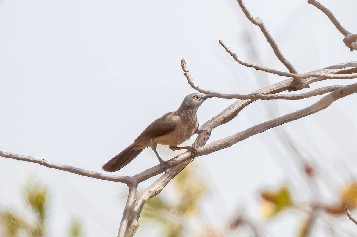 Brown Babbler - ML635370625