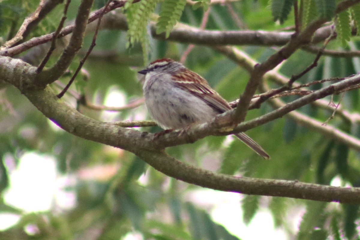 Chipping Sparrow - ML635370633