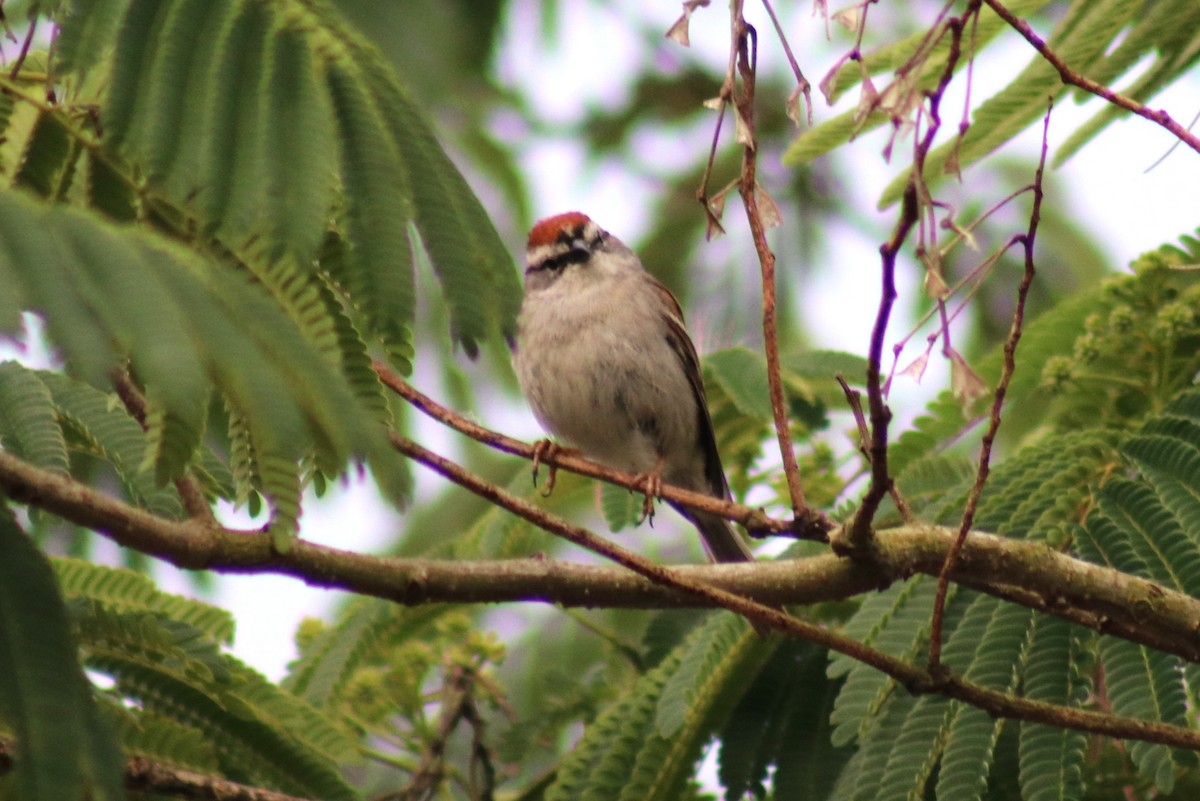 Chipping Sparrow - ML635370634