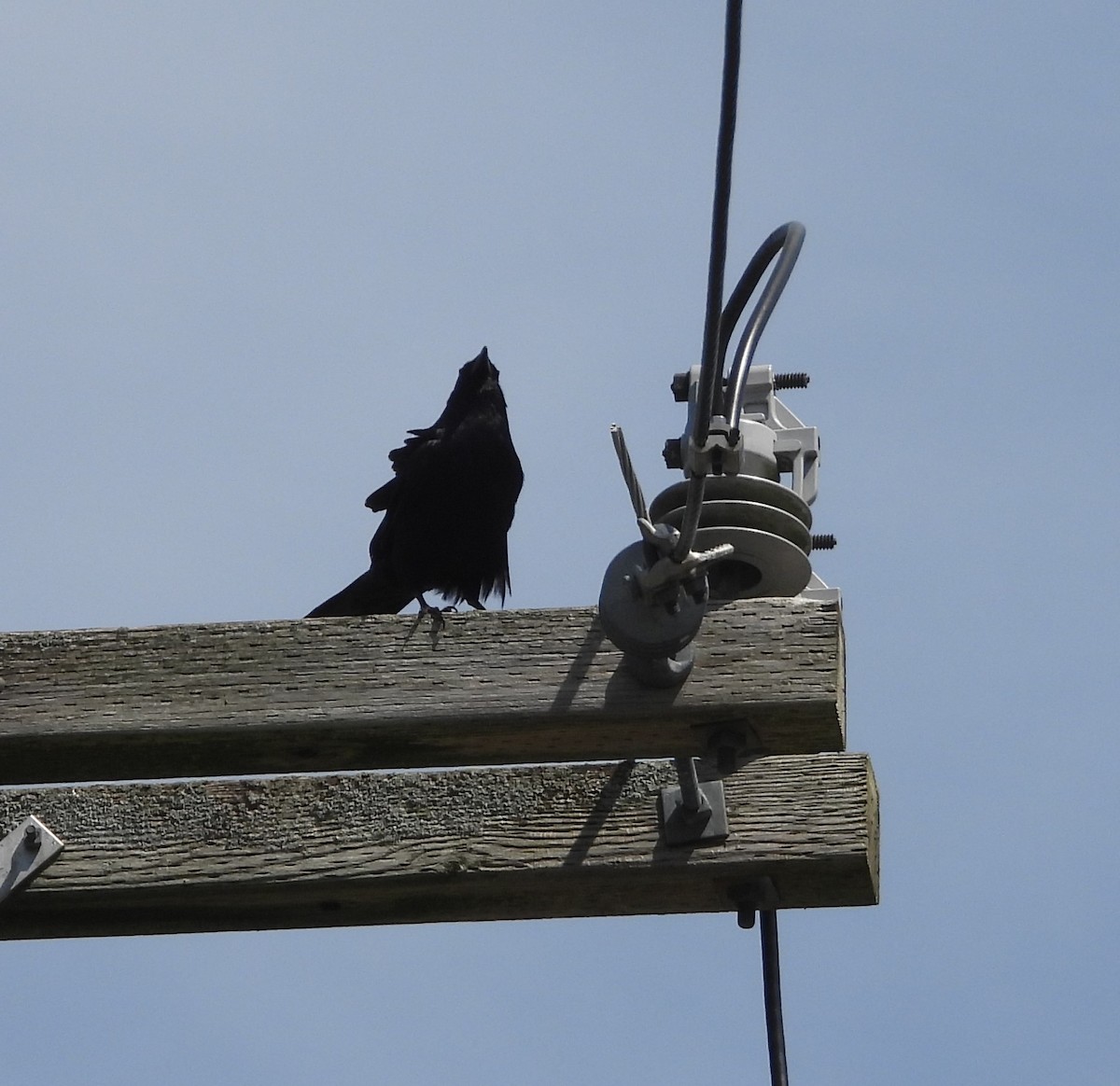 Fish Crow - ML635370640