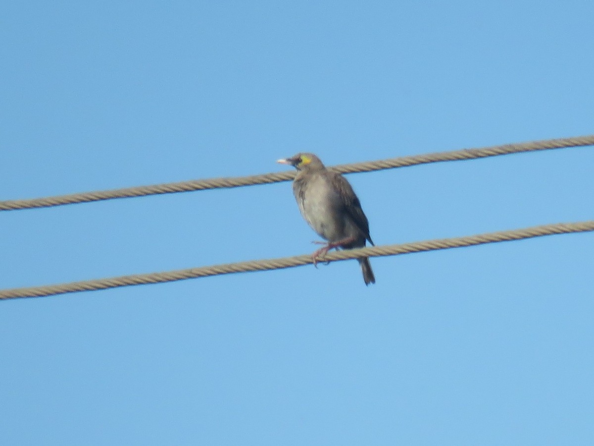 Wattled Starling - ML635370660