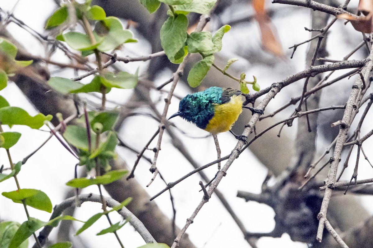 Collared Sunbird - ML635370706