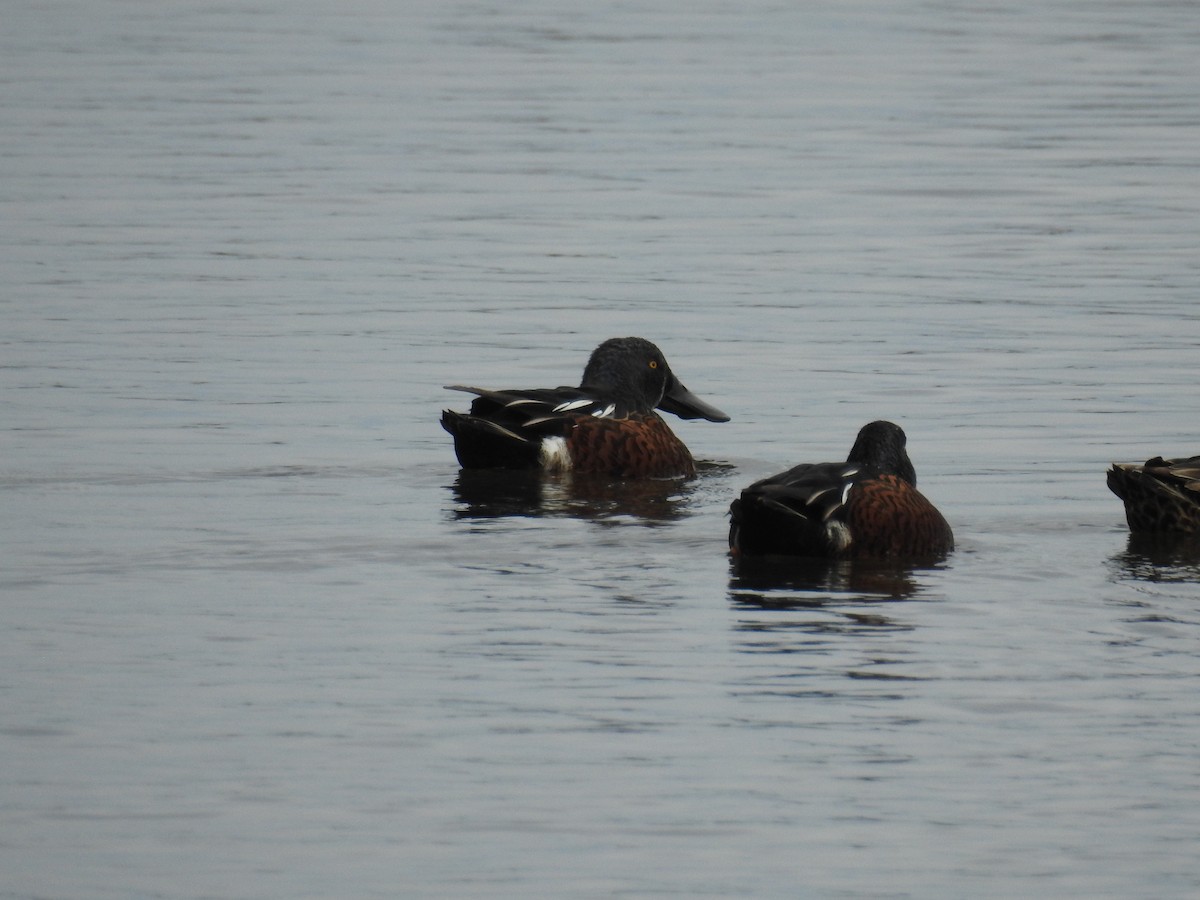 Australasian Shoveler - Ken Crawley