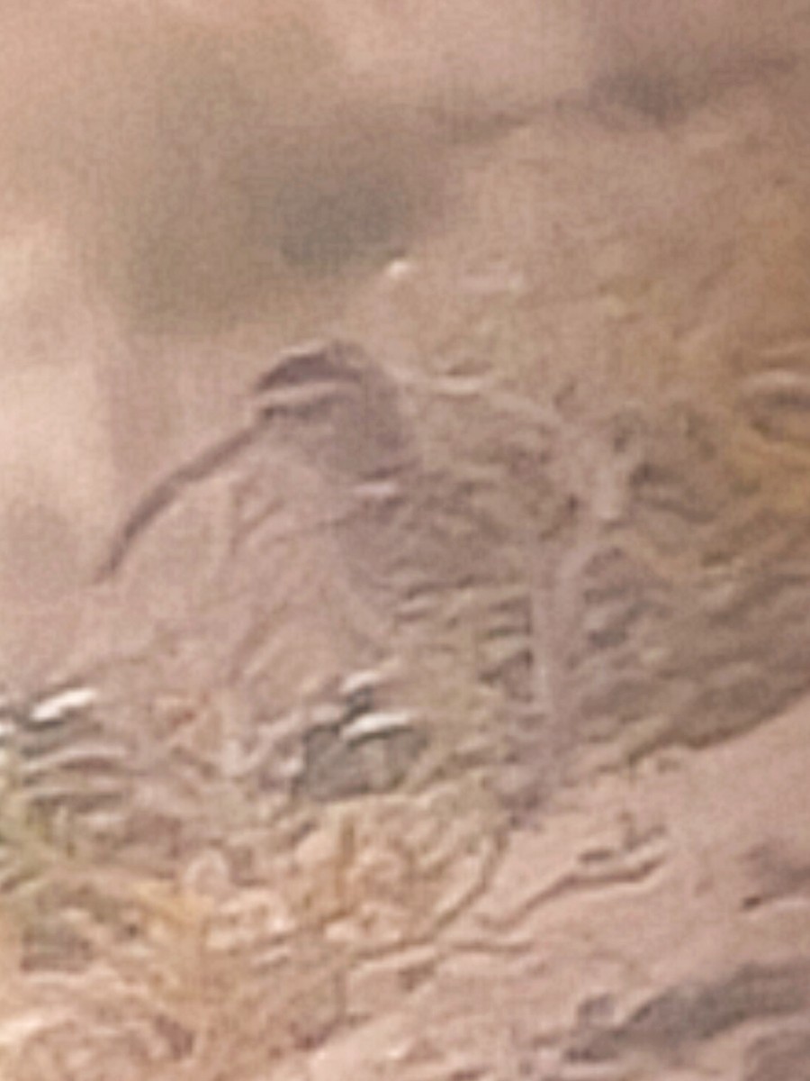 Eurasian Whimbrel - ML635370722