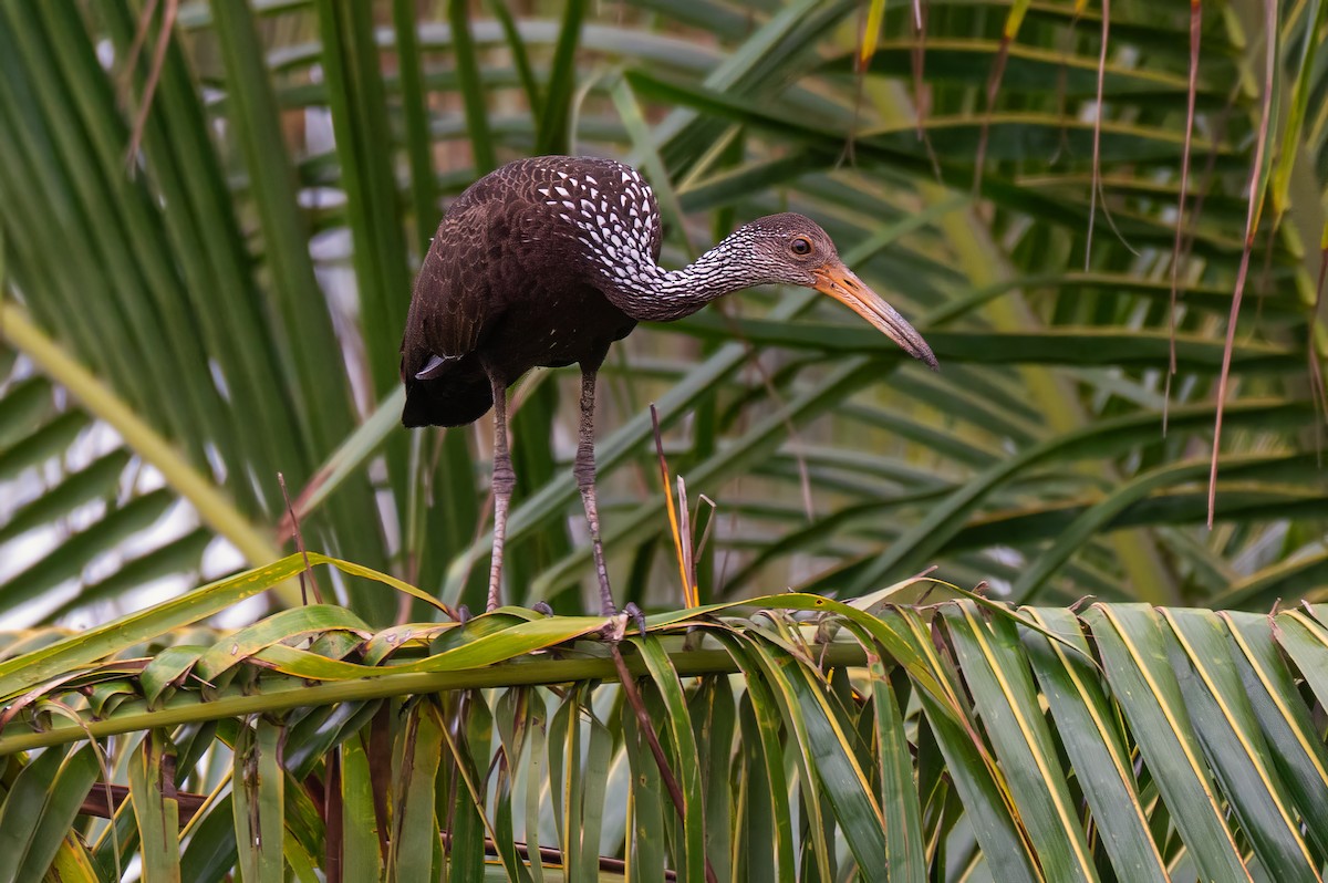 Limpkin - ML635370742