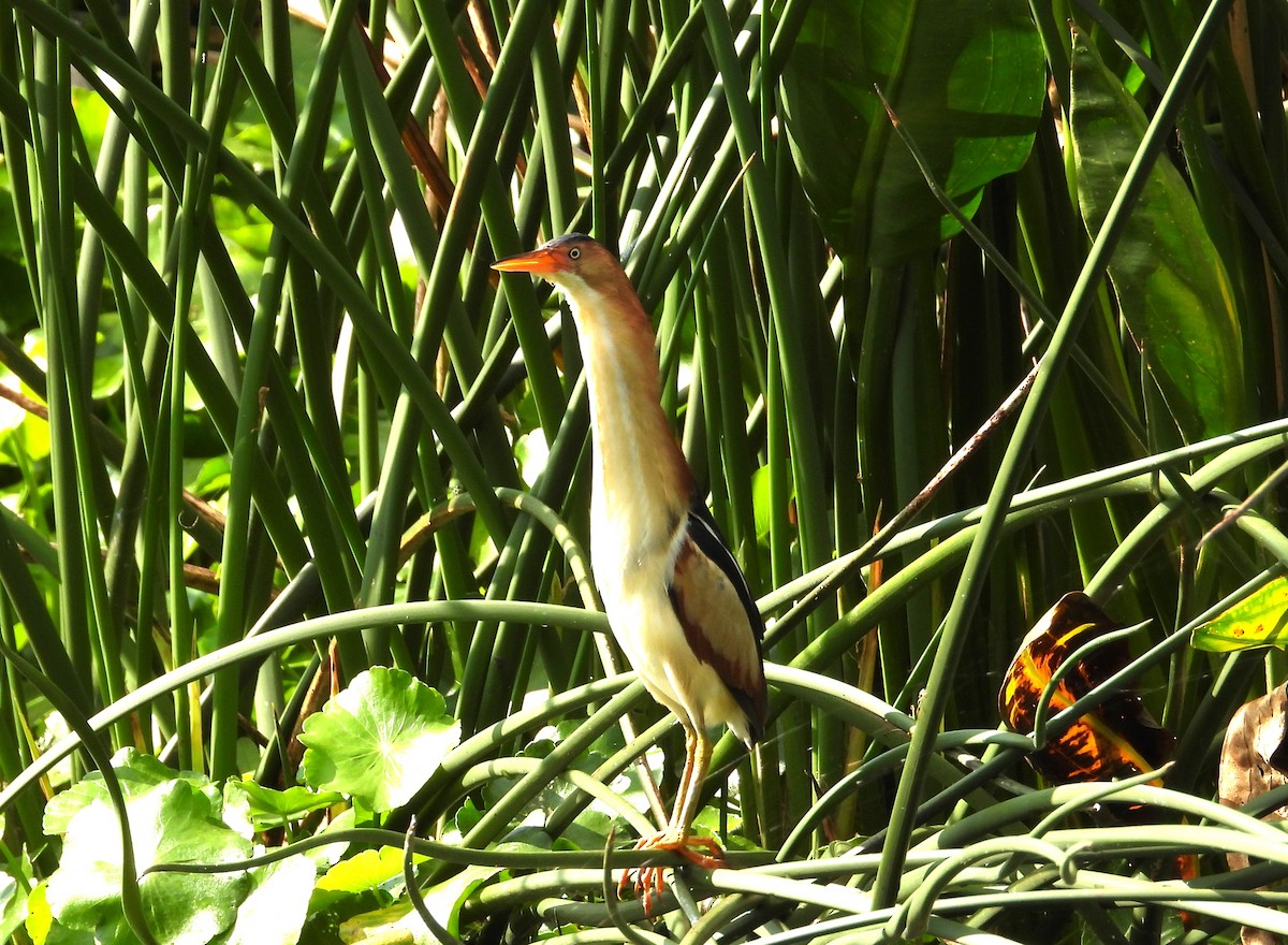 Least Bittern - ML635370744