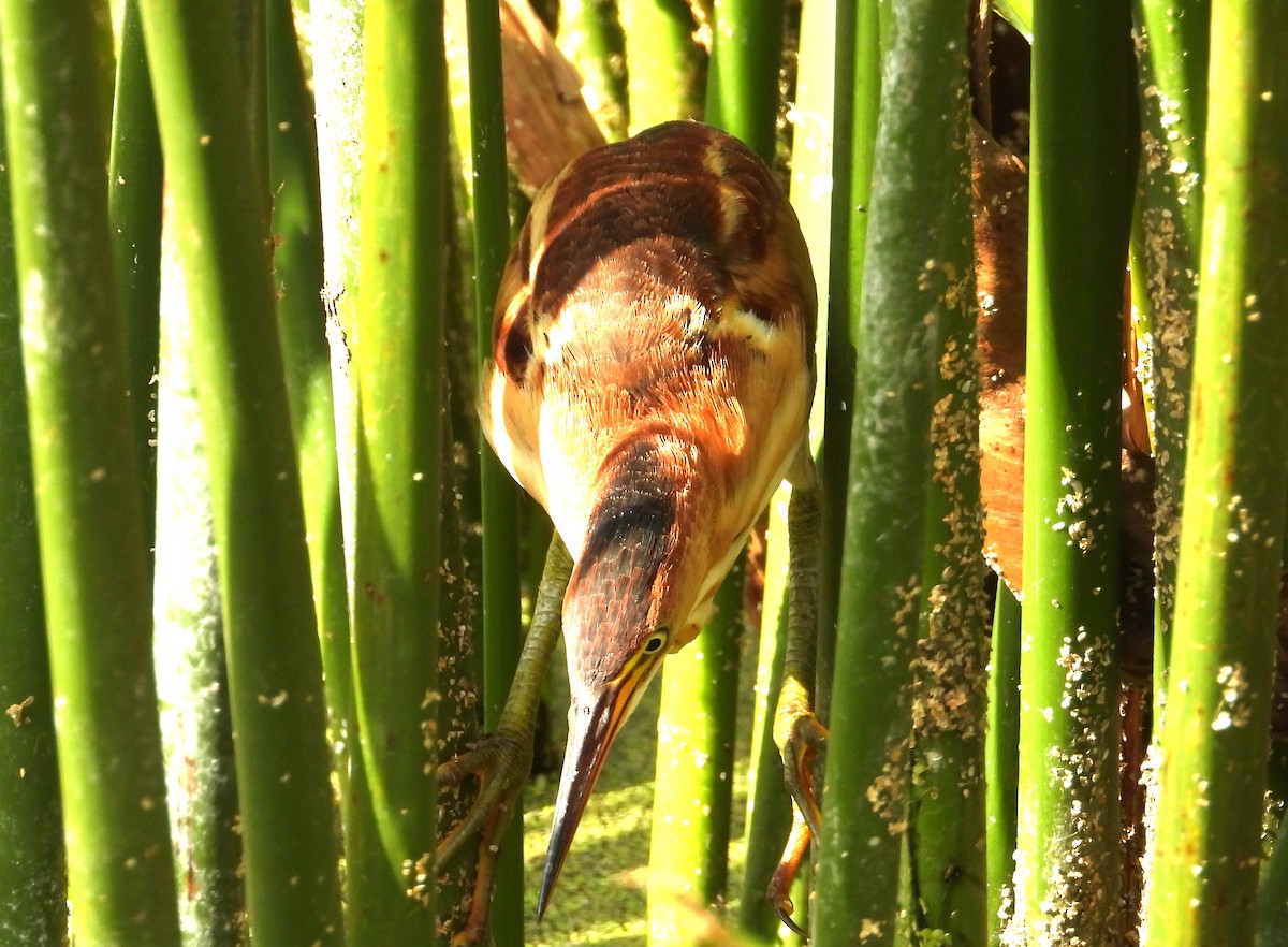 Least Bittern - ML635370745