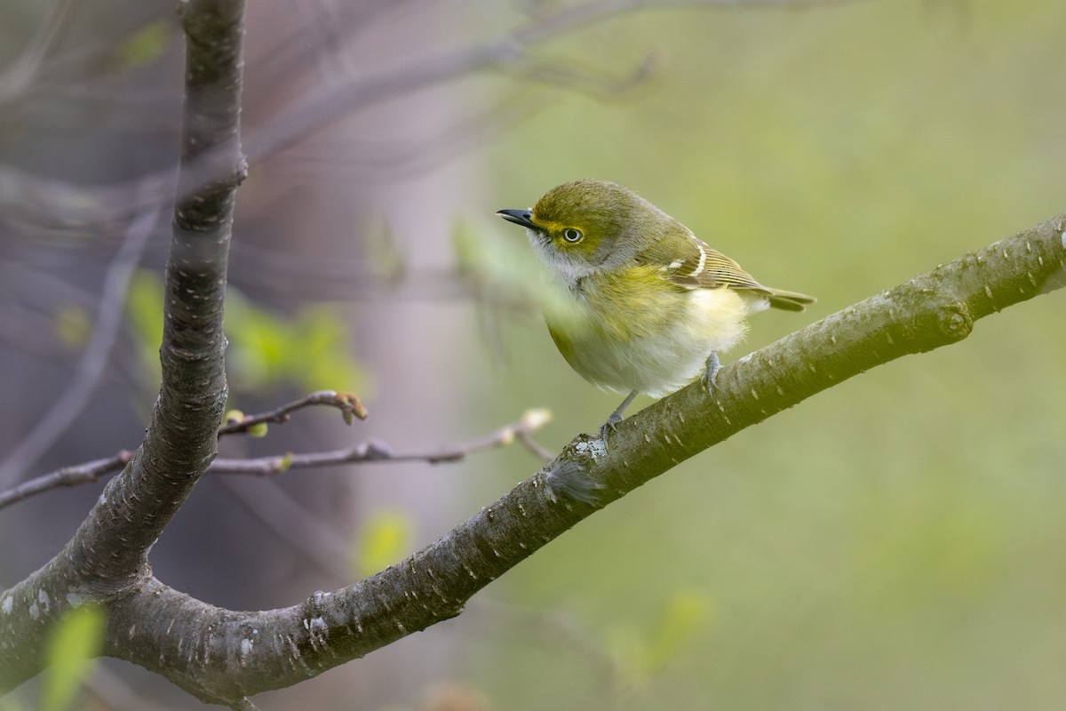 White-eyed Vireo - Ian Campbell