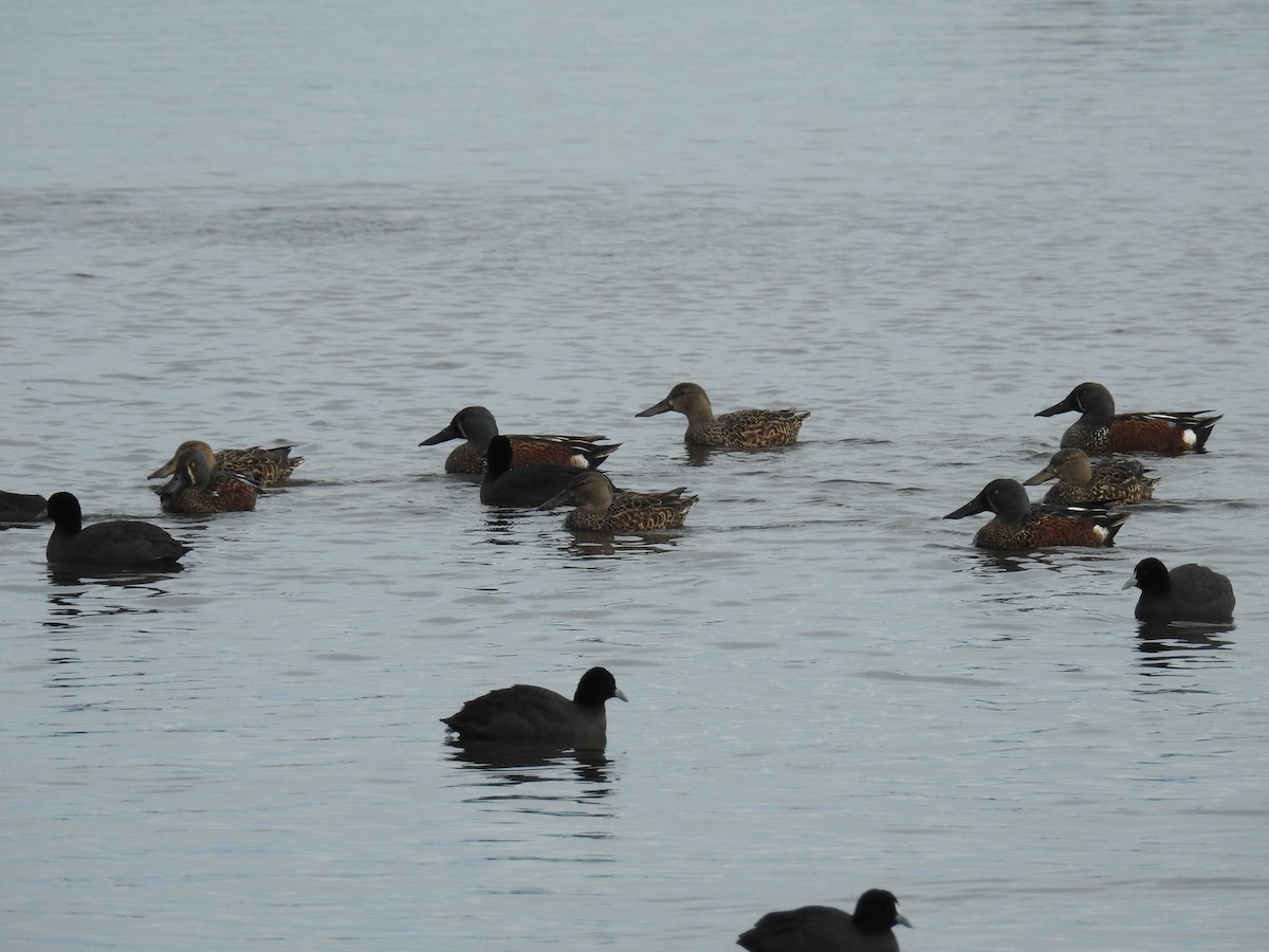 Australasian Shoveler - Ken Crawley