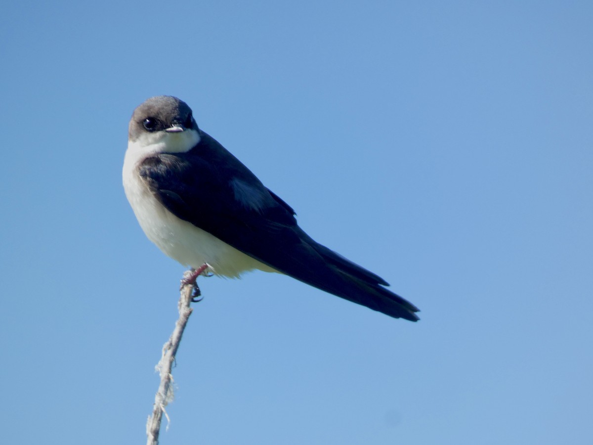 Tree Swallow - ML635370818