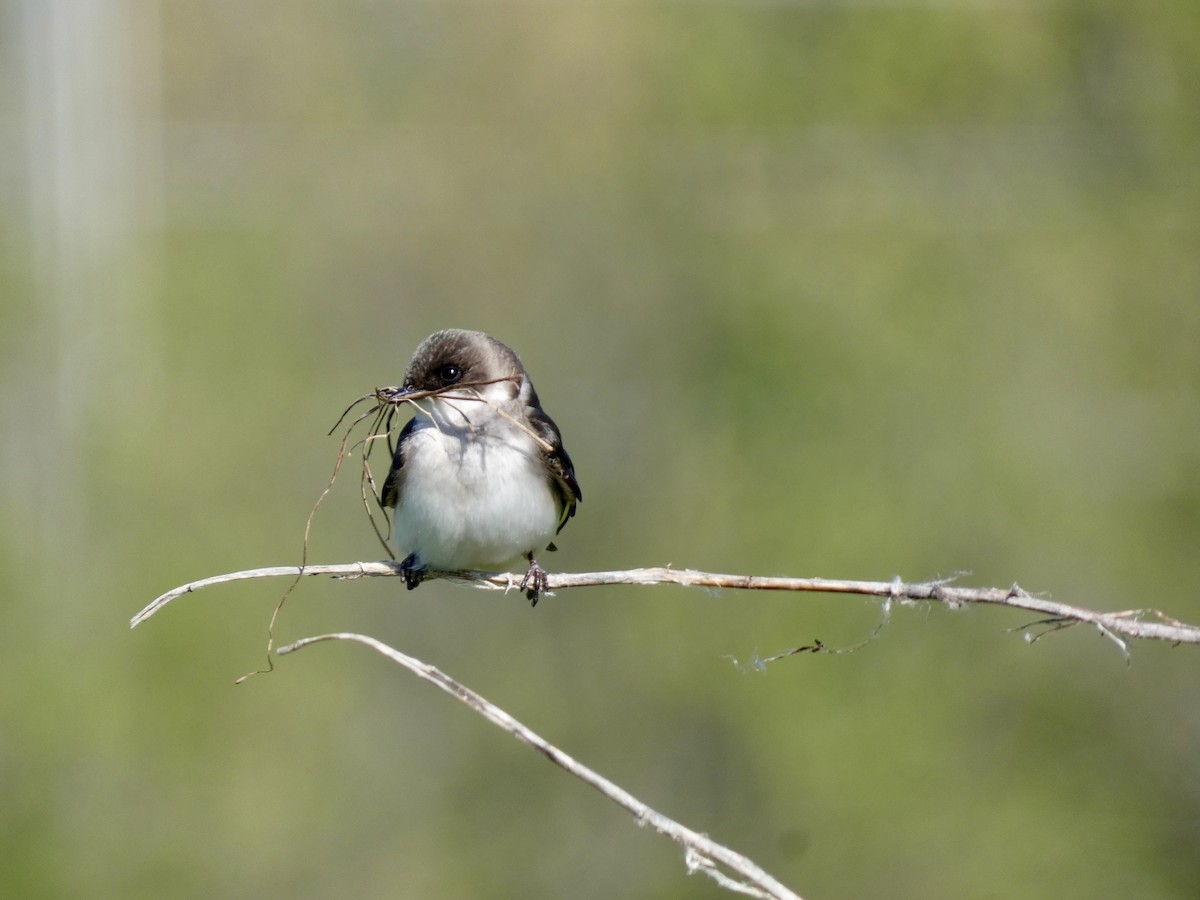 Tree Swallow - ML635370821