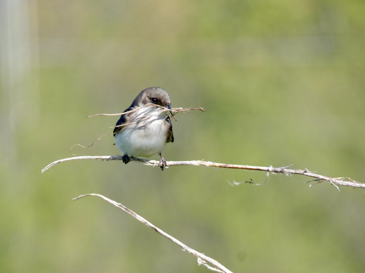 Tree Swallow - ML635370822