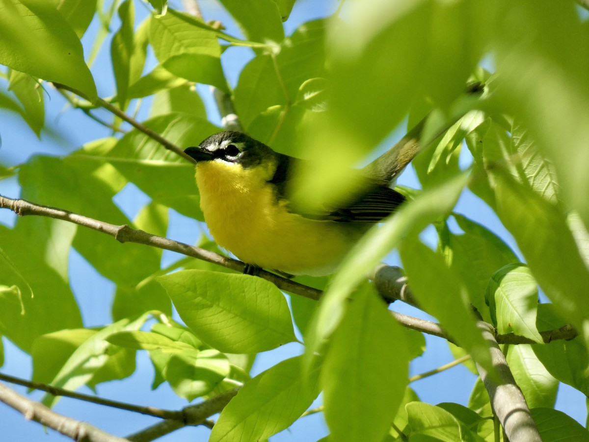 Yellow-breasted Chat - ML635370859