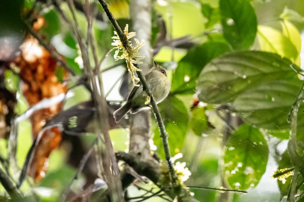 Double-banded Pygmy-Tyrant - ML635370862