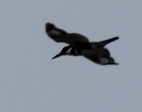 Belted Kingfisher - ML635370867