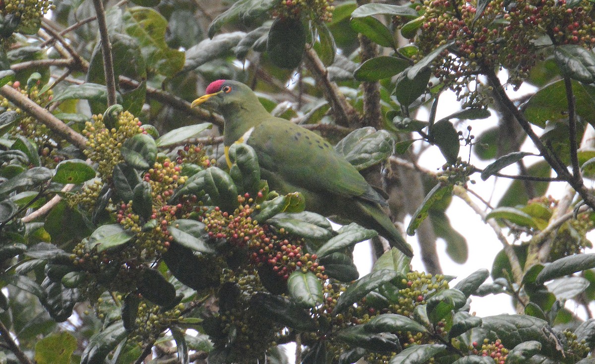 White-breasted Fruit-Dove - ML635370878