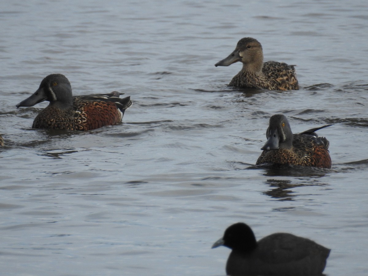 Australasian Shoveler - Ken Crawley