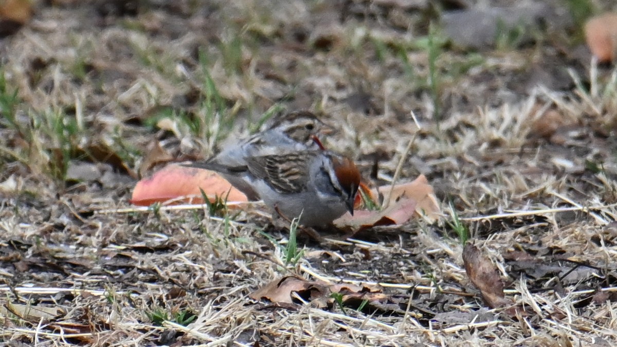Chipping Sparrow - ML635370950