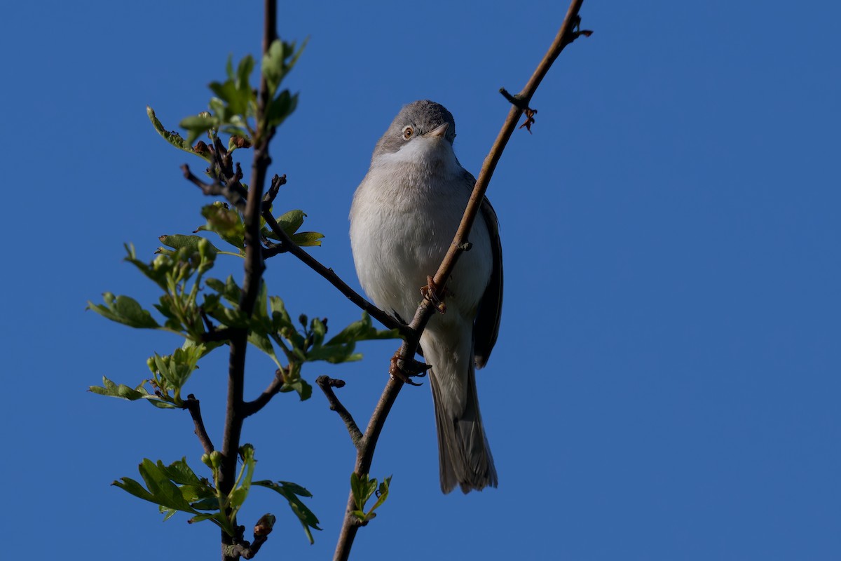 Шөвгөр зэржгэнэ - ML635370963