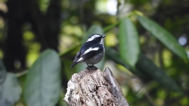 Little Pied Flycatcher - ML635370966