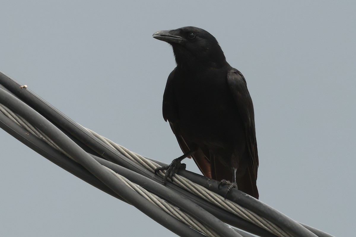 Fish Crow - ML635370999
